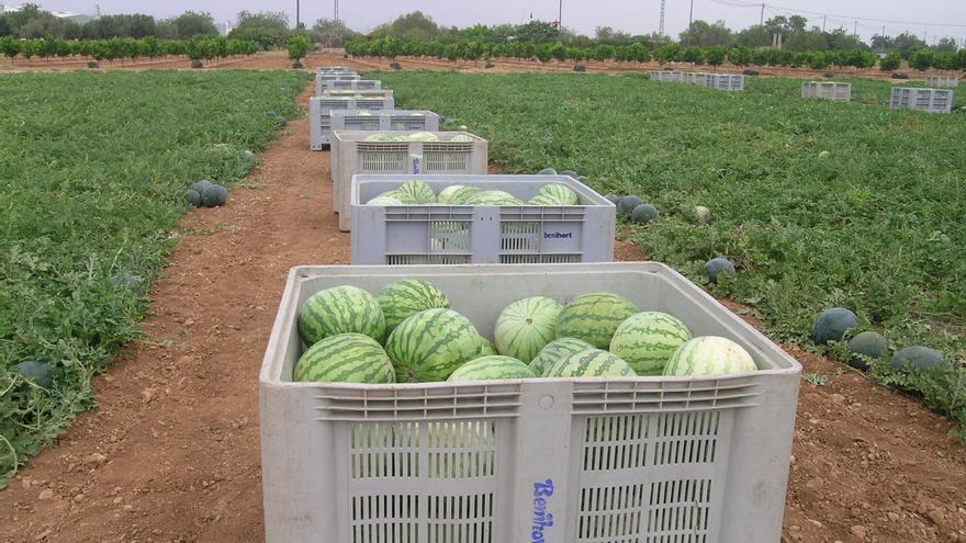 Los productores de melón y sandía pierden 9,6 millones en Castellón