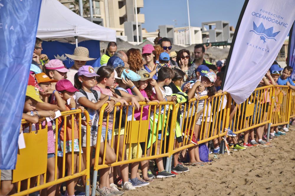 Ocenanogràfic, Acuario de Sevilla, y el Ayuntamiento de Torrevieja organizaron una suelta de 6 tortugas jóvenes procedente de un nido de las playas de Sueca (Valencia) con la participación de escolare