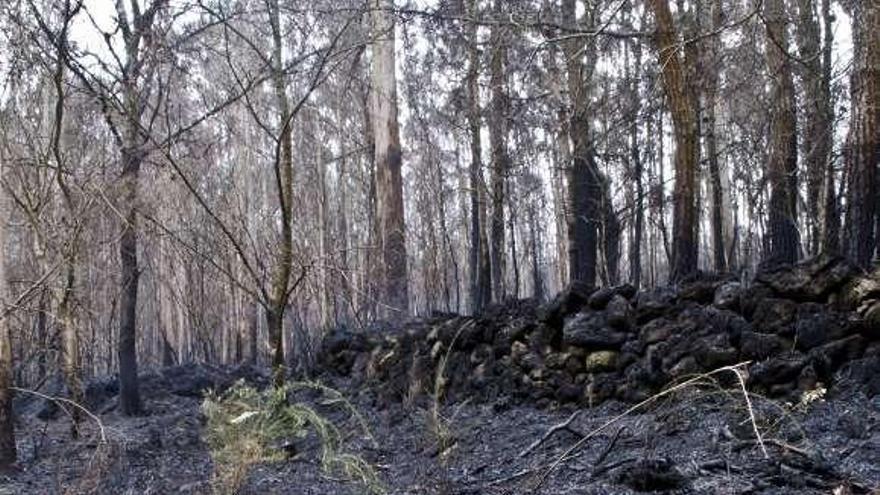 Entorno del río Eume calcinado por las llamas. / fran martínez