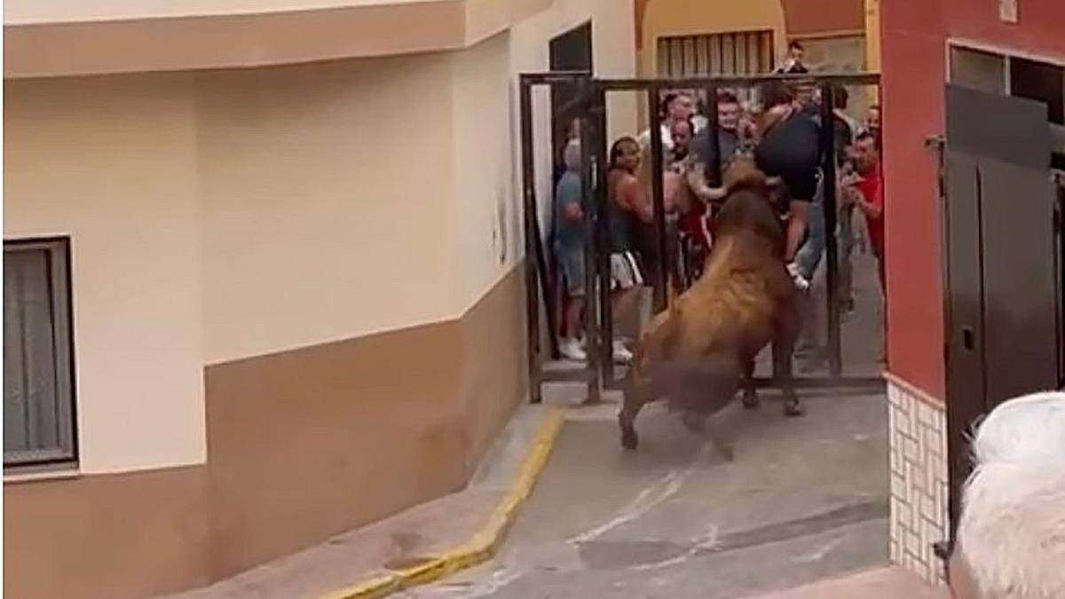 Vídeo: Grave cogida en 'los bous' en la Vall