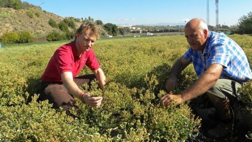 La Axarquía también quiere ser líder nacional con la stevia.