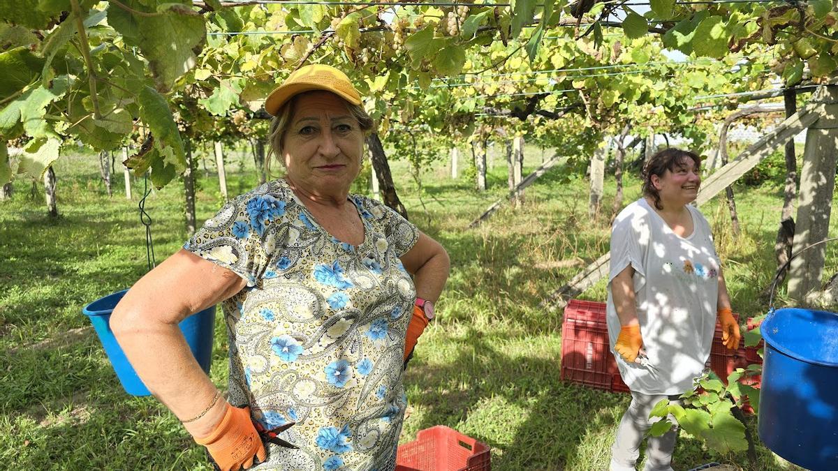 Viticultoras arousanas durante la pasada vendimia.