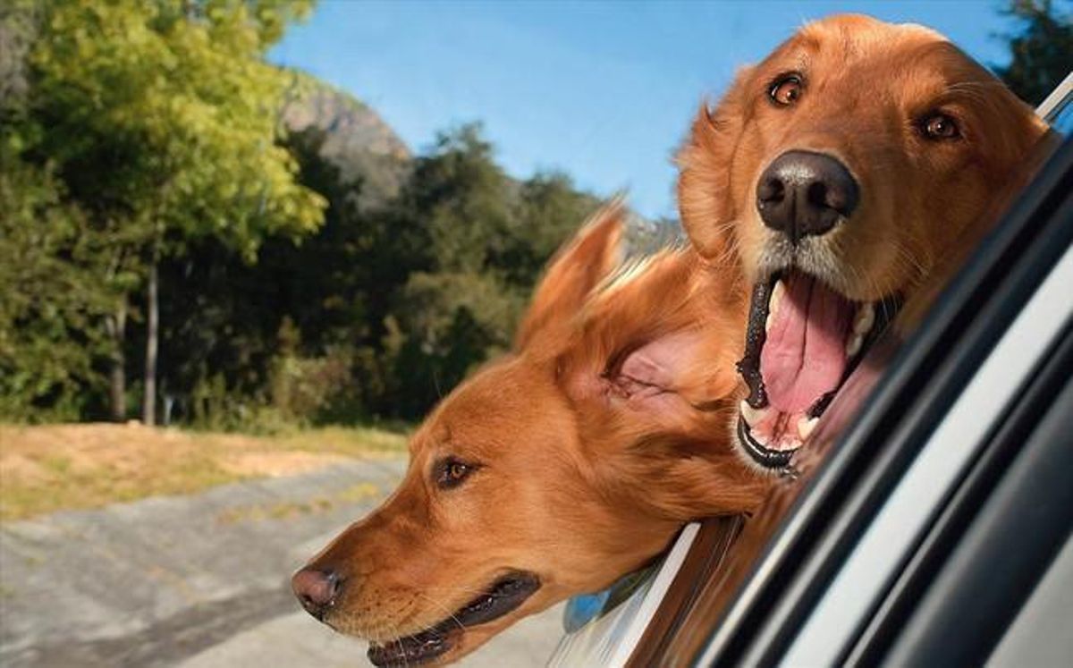 Imagen del libro ’Dogs in cars’