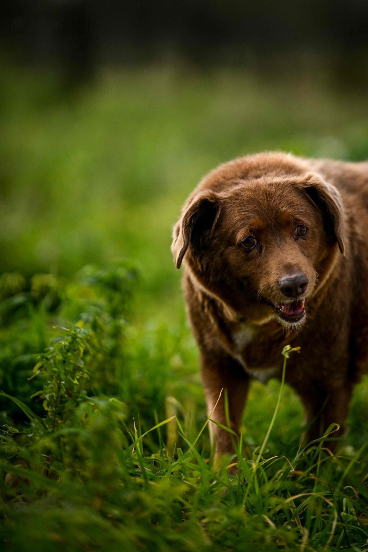 Bobi de 30 años, el perro más viejo del mundo según el Guinness World Records en Conqueiros, Portugal.