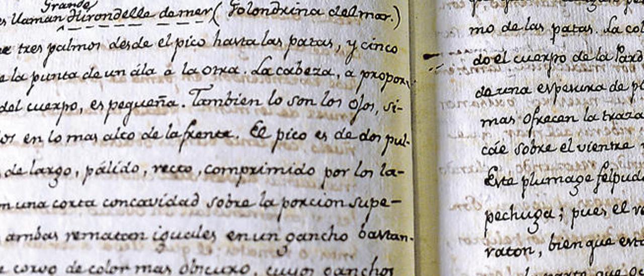 Detalle de la expresión &#039;Pardela&#039; en uno de los manuscritos de 1799 que se guardan en la Catedral de Canarias