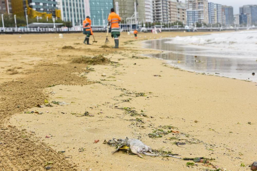 San Lorenzo amanece con ratas y una nueva mancha marrón