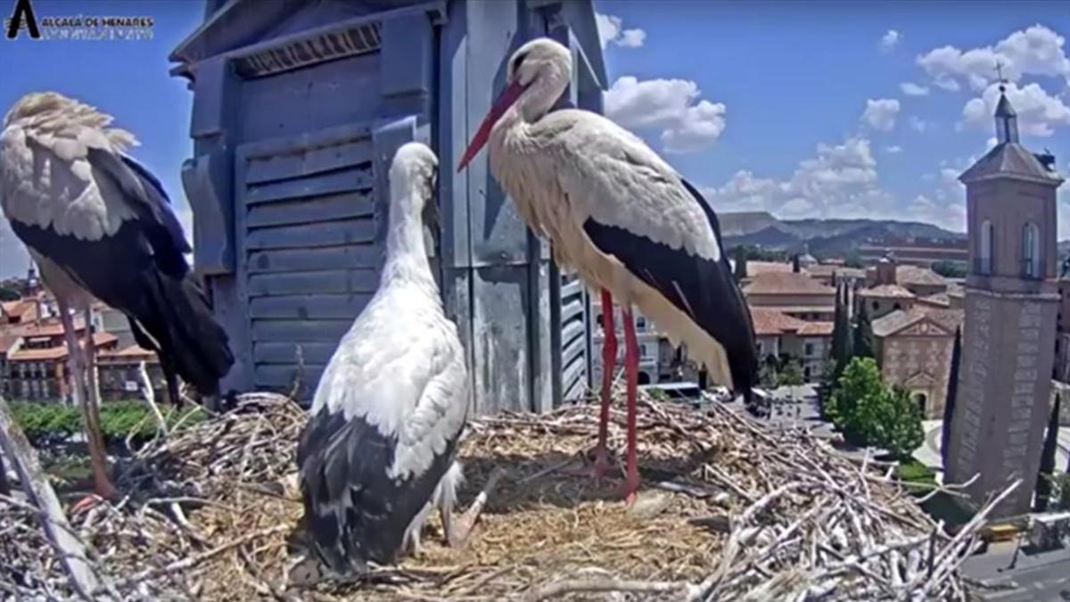 Un pollo de cigüeña blanca supera las 250.000 visualizaciones en Youtube/AVIFAUNA CIGÜEÑAS