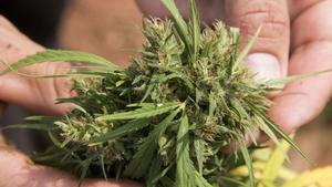 ACOMPAÑA CRÓNICA: PARAGUAY NARCOTRÁFICO PAR102- SAN JOSÉ DEL NORTE (PARAGUAY), 5/09/2015.-Fotografía del 3 de septiembre de 2015 de un hombre muestra una flor d marihuana del cultivo que quedó tras el paso de la Policía paraguaya por una plantación ilegal de marihuana en San José del Norte (Paraguay) el pasado jueves 3 de septiembre de 2015. El cultivo de marihuana a gran escala es una realidad cotidiana en algunas de las comunidades campesinas más pobres de Paraguay, donde la yerba se ha convertido en el único producto de renta que permite a los labriegos obtener carne y otros alimentos básicos. EFE/SANTI CARNERI