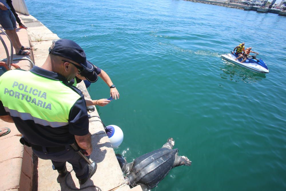 Hallada muerta una tortuga marina en Alicante