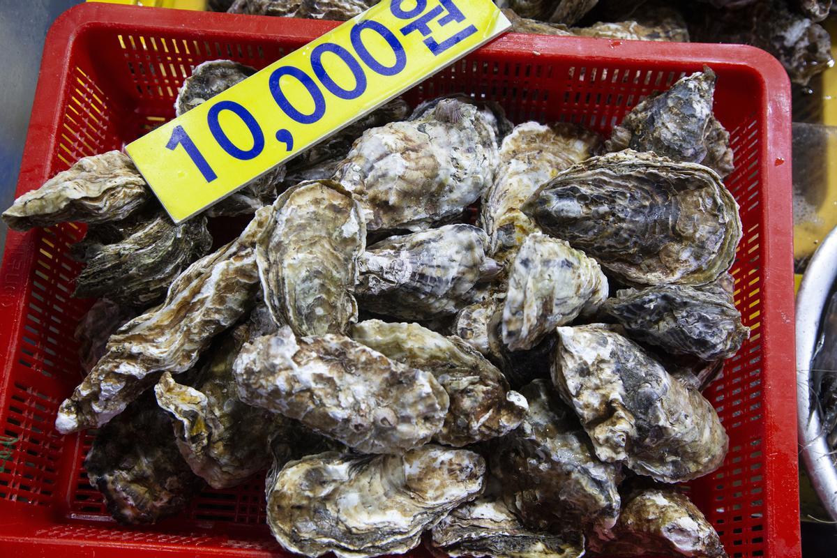 Auge del cultivo de ostras en Tongyeong (Corea del Sur)