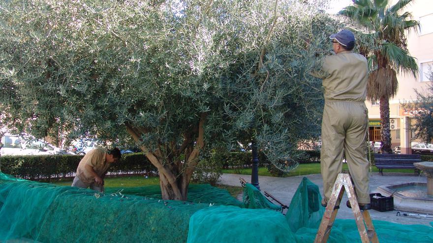 La Cooperativa de Viver produce un 90% menos de aceite por la sequía y el fuego