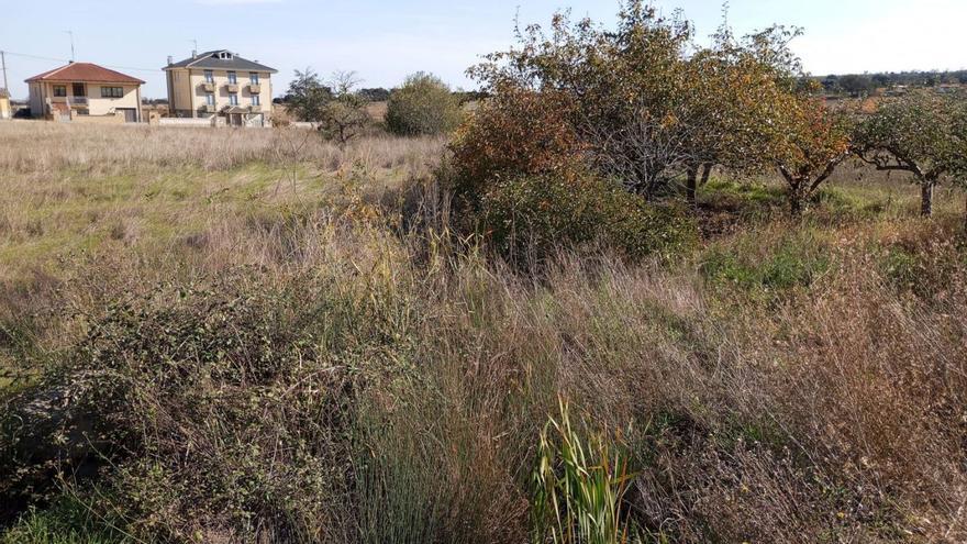 Caño de desagüe de la CHD a las puertas de Melgar de Tera. La vegetación lo ocupa desde hace años.