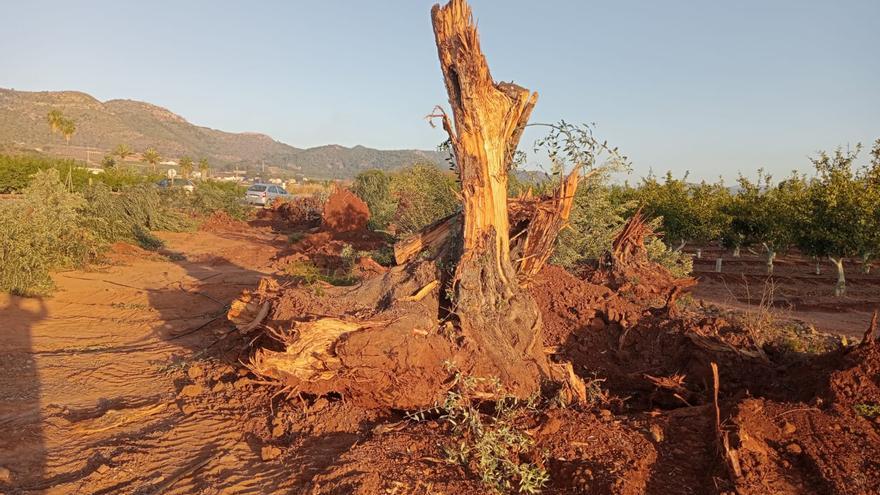 Destrozan olivos centenarios en Sagunt