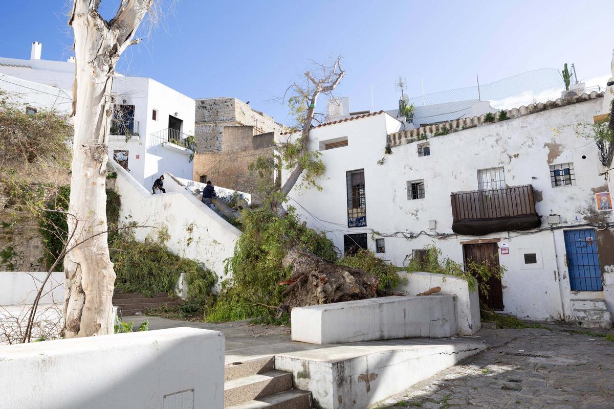 Un árbol cae sobre una casa y deja a sus ocupantes encerrados.