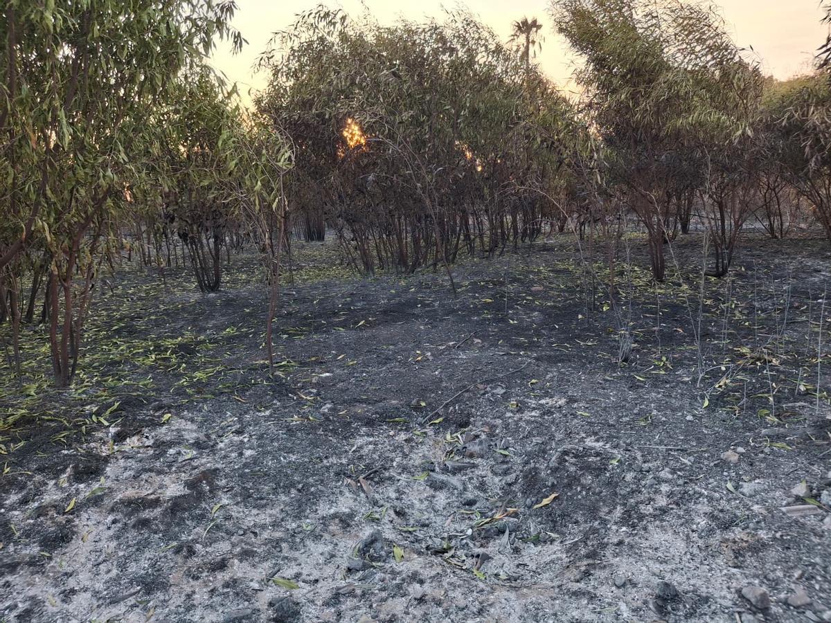 Un tramo de duna calcinado y escombros, abandono y cenizas: el estrago del incendio de Dénia junto a la playa del Raset