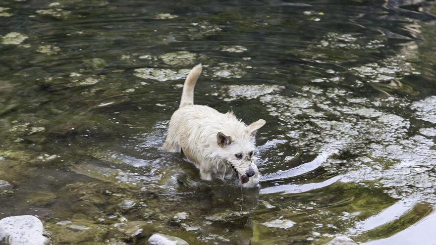 Los veterinarios revelan los peligros ocultos de bañar a tu perro este verano