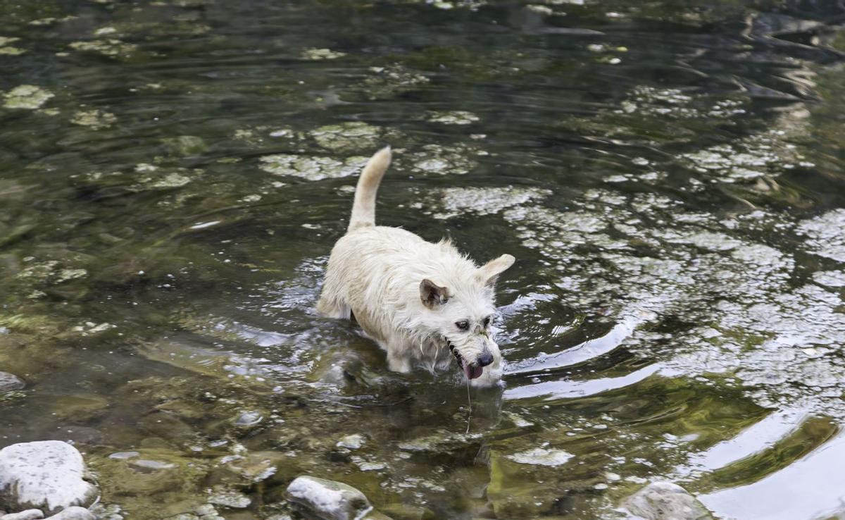 Descubre las claves para refrescar a tu perro sin correr riesgos este verano
