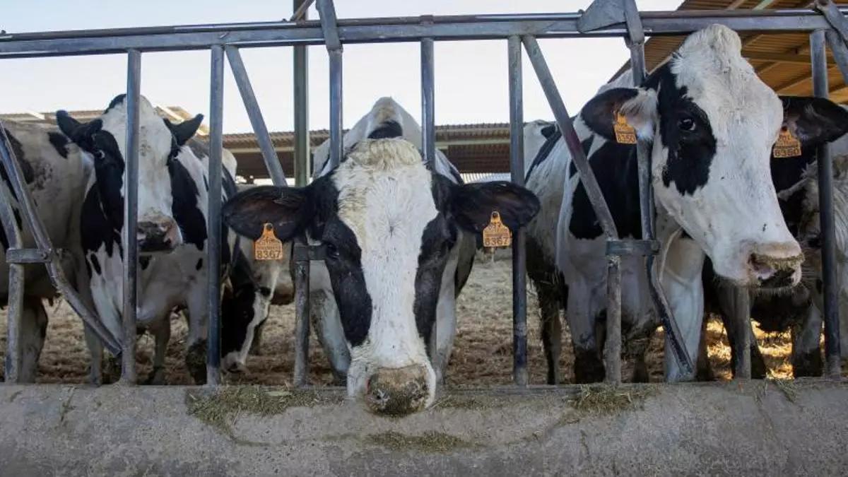 Vacas lecheras en una granja.