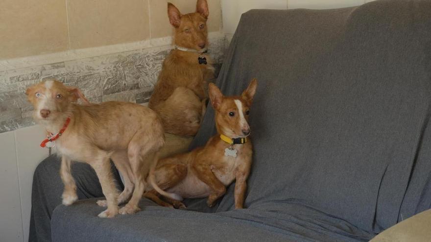 «Ladraban de desesperación»: así hallaron a los 22 podencos de Meira