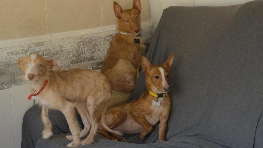 Los 22 podencos rescatados en Meiras se encuentran recuperándose en la Protectora de Animais do Morrazo