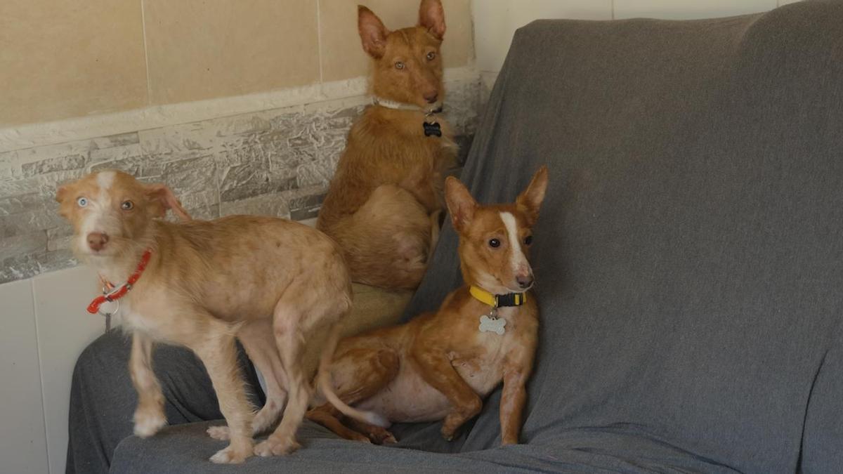 Los 22 podencos rescatados en Meiras se encuentran recuperándose en la Protectora de Animais do Morrazo