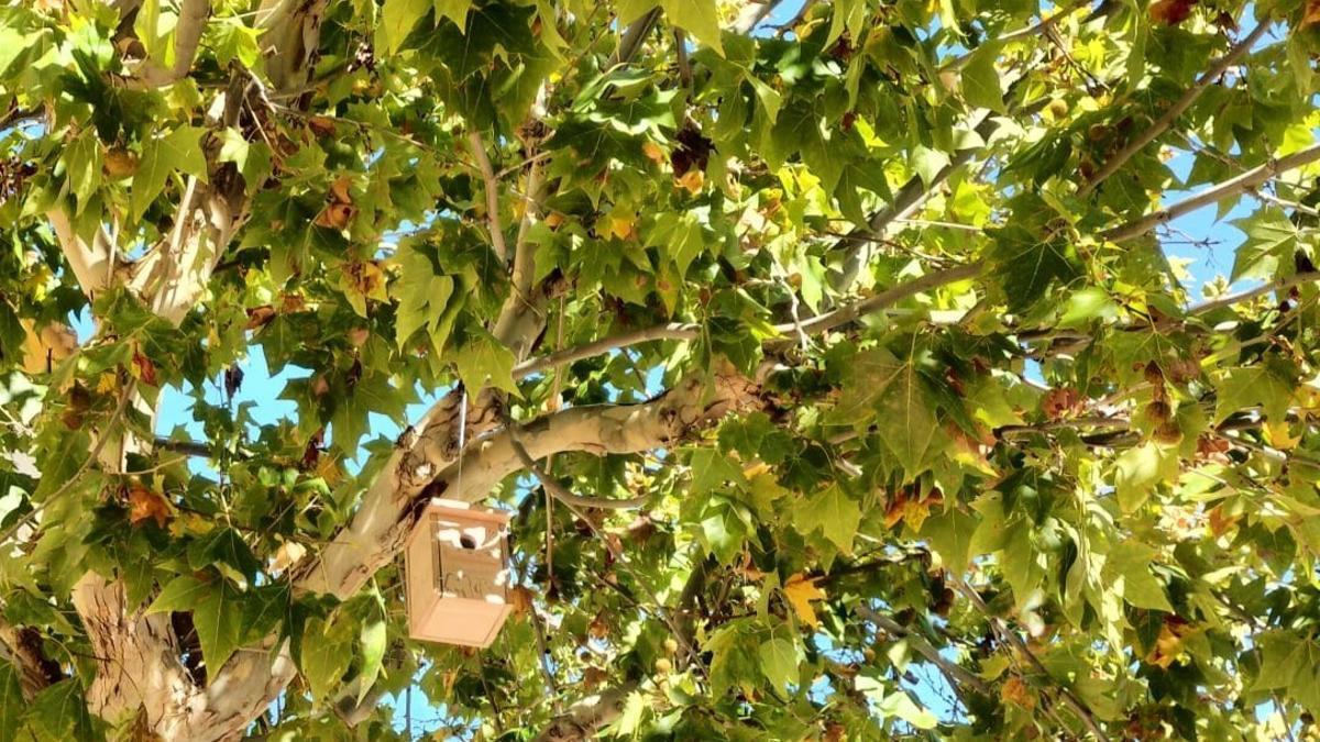 La Diputación instalará 120 cajas nido para aves, murciélagos e insectos en la Sierra de las Nieves