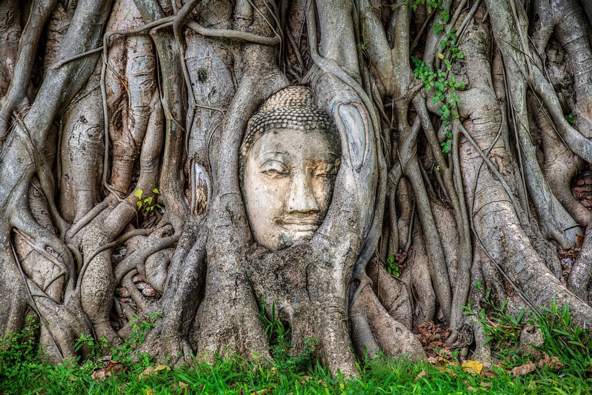 Vista frontal de la cara de Buda en el árbol, Ayutthaya, Tailandia