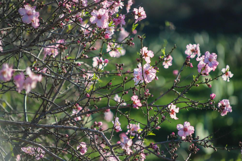 En algunos bancales de secano de la Vega Baja los almendros ya están en flor Es habitual para el caso de la comarca y más este año con lluvia y temperaturas moderadas de los últimos dos meses.