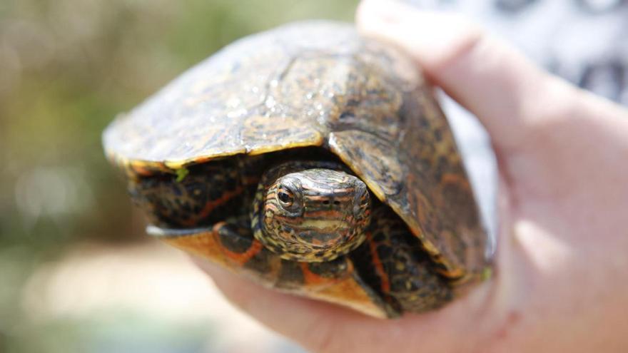 Diese-Schildkr-ten-sollen-zwei-Deutsche-auf-Mallorca-illegal-gez-chtet-haben