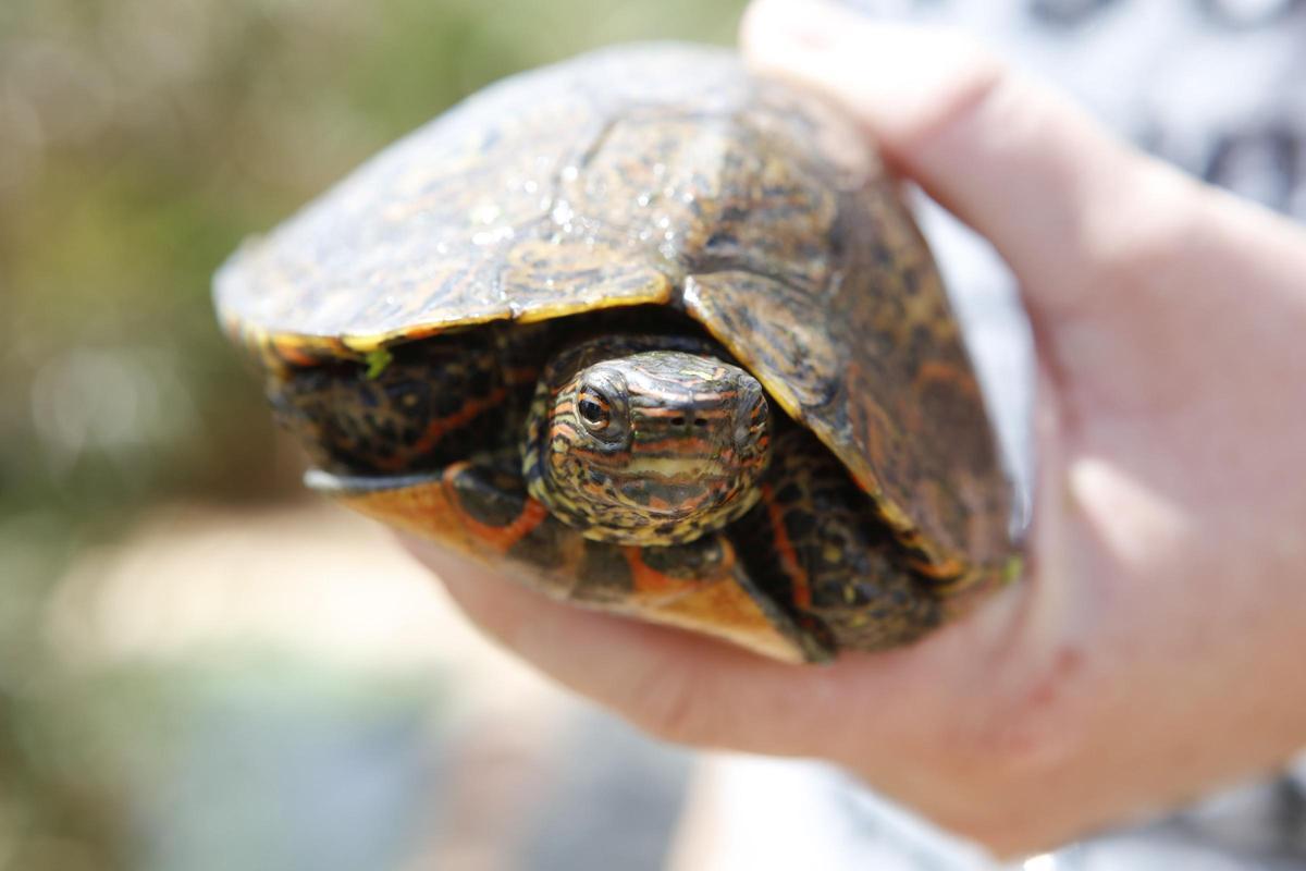 Diese Schildkröten sollen zwei Deutsche auf Mallorca illegal gezüchtet haben Diese Schildkröten sollen zwei Deutsche auf Mallorca illegal gezüchtet haben