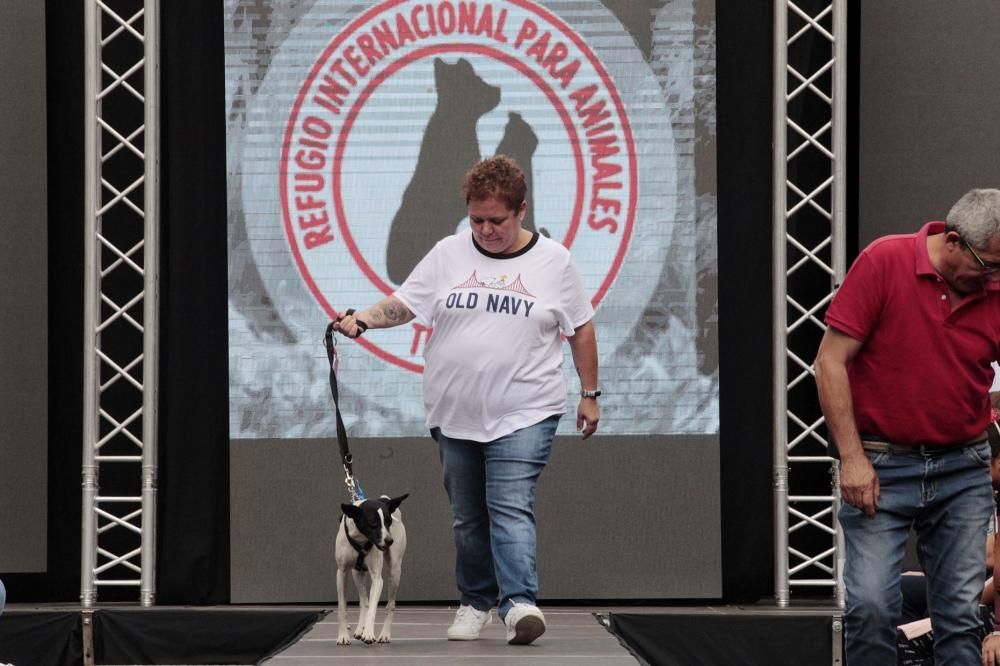 Pasarela de adopción de mascotas en Los Realejos