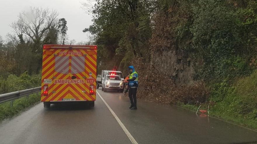 Otro susto en las carreteras: un árbol cae a la vía de Soto a Pravia y provoca el choque de un vehículo