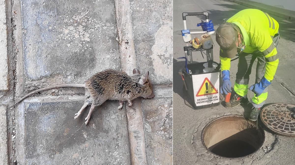 Una rata muerta en una calle de El Campello en una imagen reciente junto a una actuación en la red de colectores.