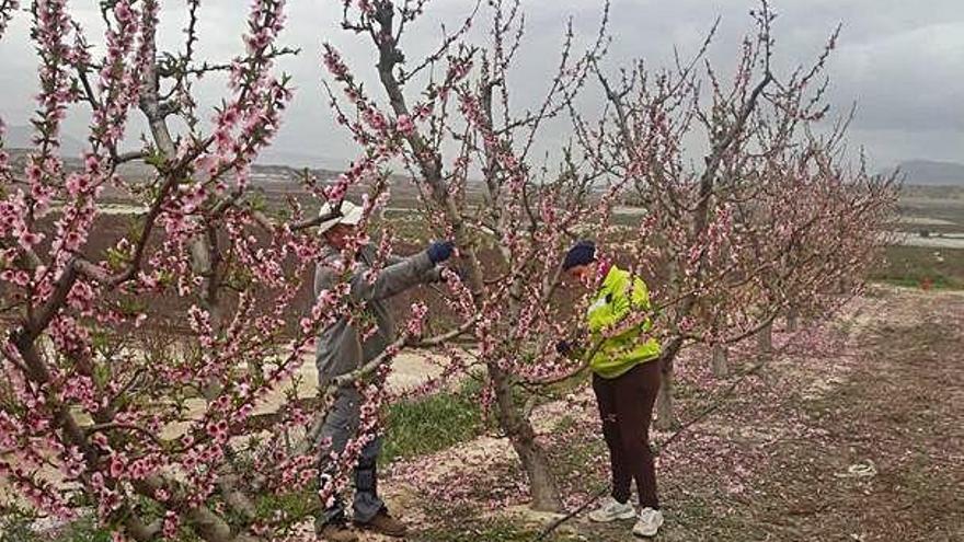 Un hombre y una mujer trabajan en el aclareo en una finca de Cieza.