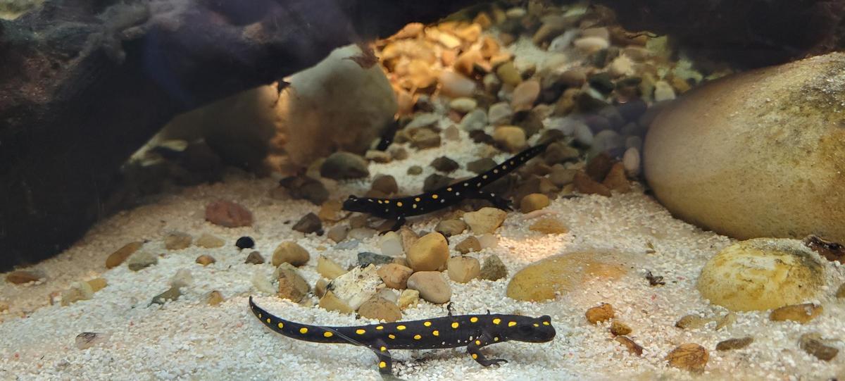 Dos tritones moteados