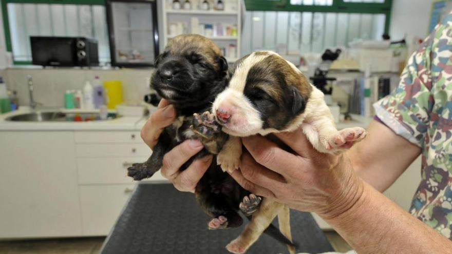 Los dos cachorros supervivientes de Lena