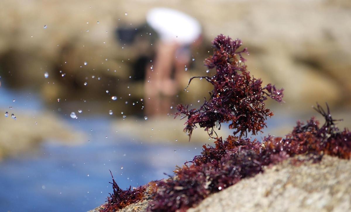 Ceamsa y Poseidona impulsan un ingrediente proteico innovador a partir de algas