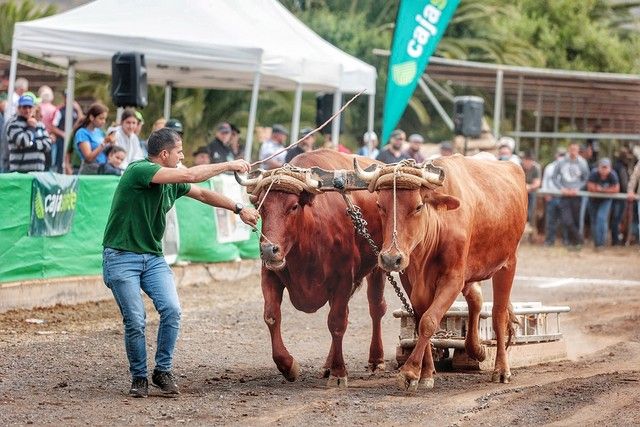 Feria de ganado y procesión por las Fiestas de San Benito en La Laguna, julio 2022