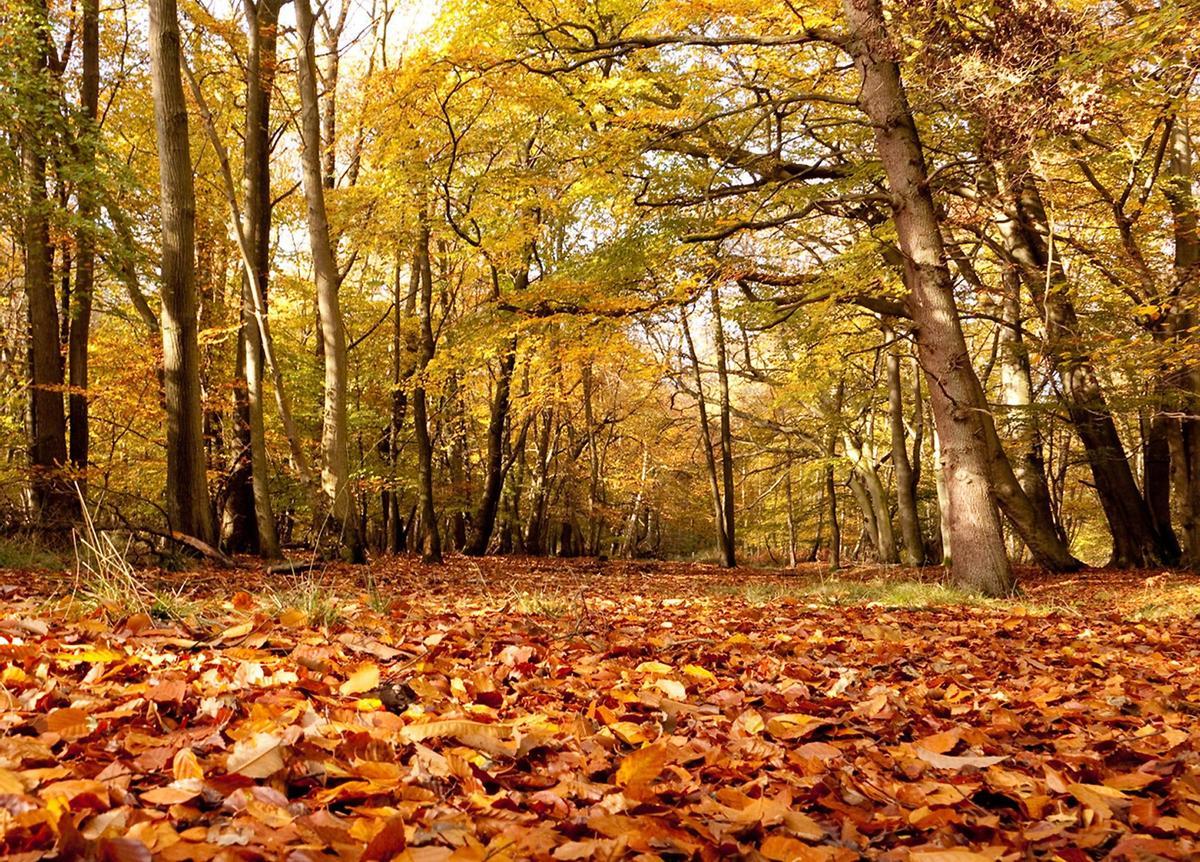 Burnham Beeches, Ron herido tras la desaparición