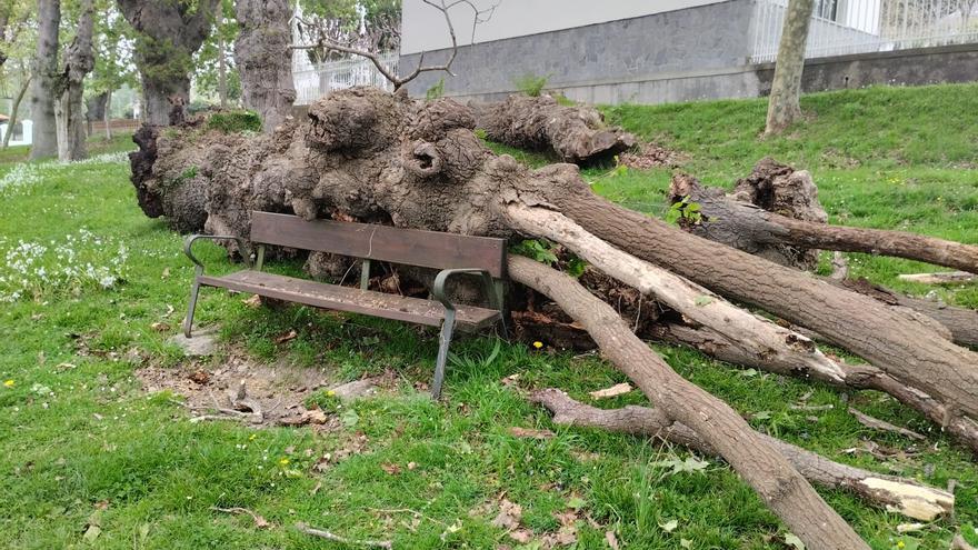 Cae un roble centenario de una carbayera de Somió