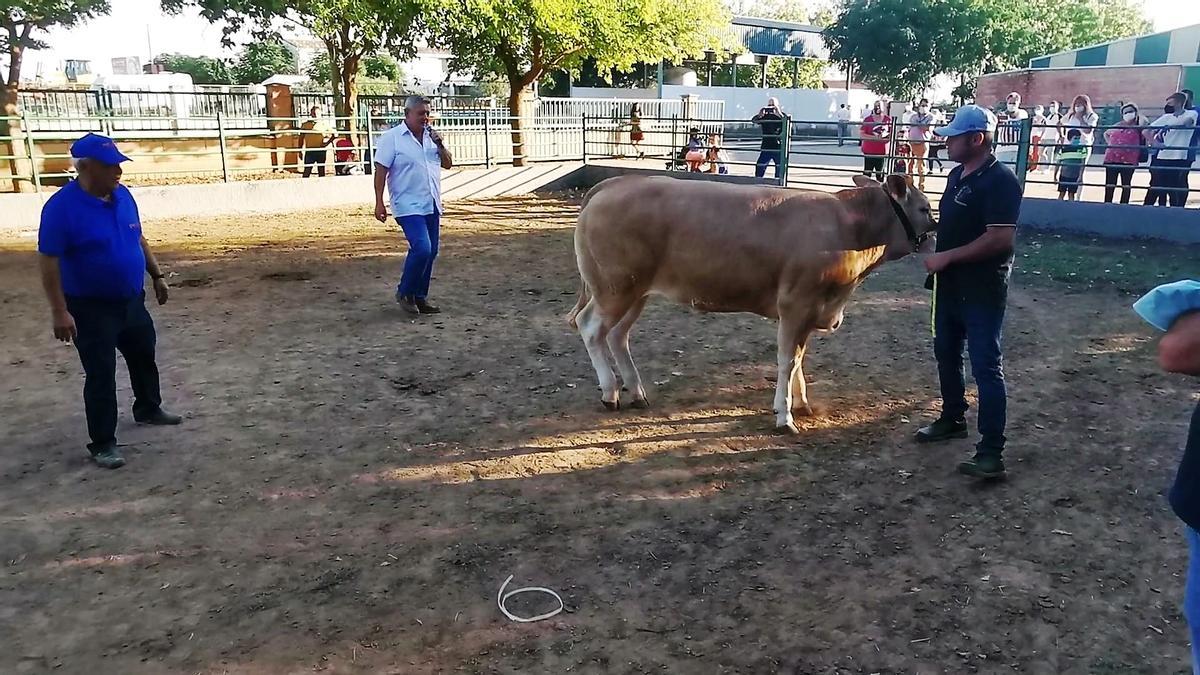 Jaime Ruiz, presidente de Conaba, explica las características de la Blonde de Aquitania en la pista de la FIG.