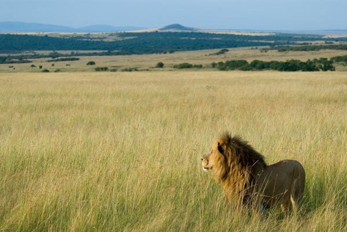 León en el Parque Nacional Masai Mara.