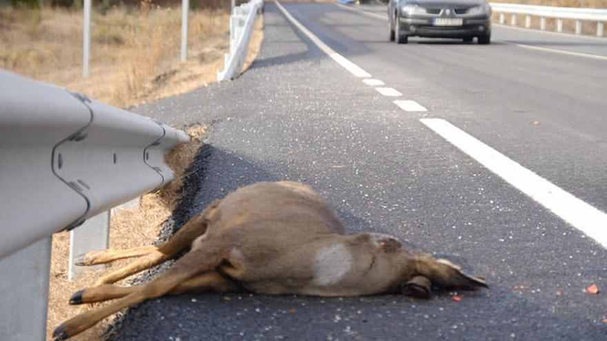 Un corzo atropellado en una carretera de Zamora.