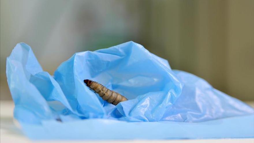 Unos gusanos se comen los plásticos en tiempo récord