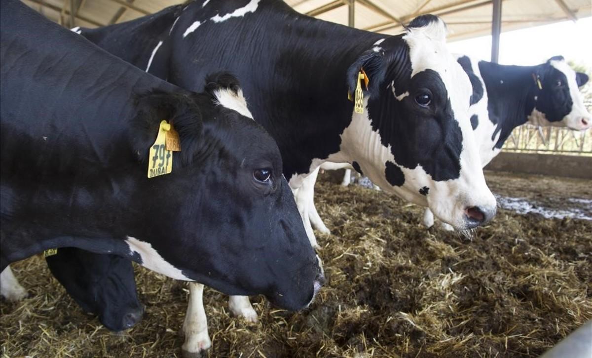 zentauroepp38504888 granja vacas170519194354 zentauroepp38504888 granja vacas170519194354