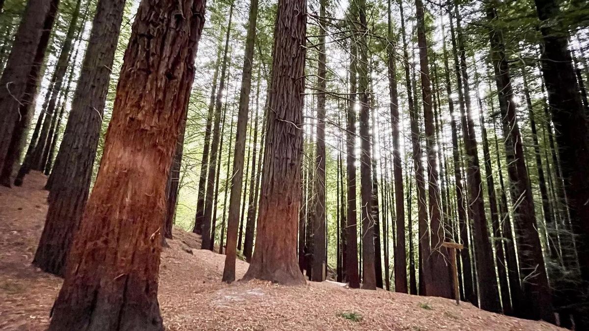 Varios árboles del bosque de secuoyas de Cabezón de la Sal (Cantabria).