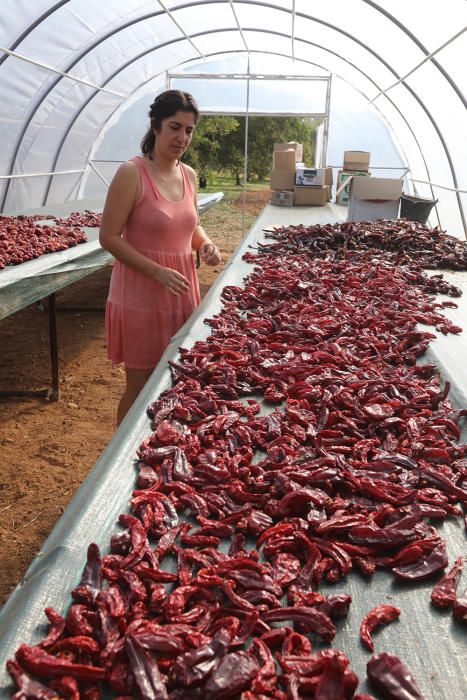 Tanit Ribas, seca los pimentos de la variedad tradicional usada para el condimento de la sobrasada en Ibiza.