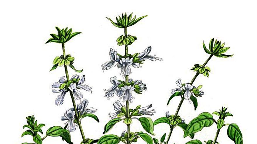 Alfàbega (Ocimum basilicum)