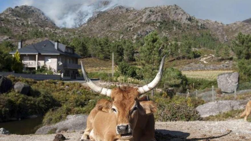 Una vaca descansa mientras arden a lo lejos los montes. // J. Regal