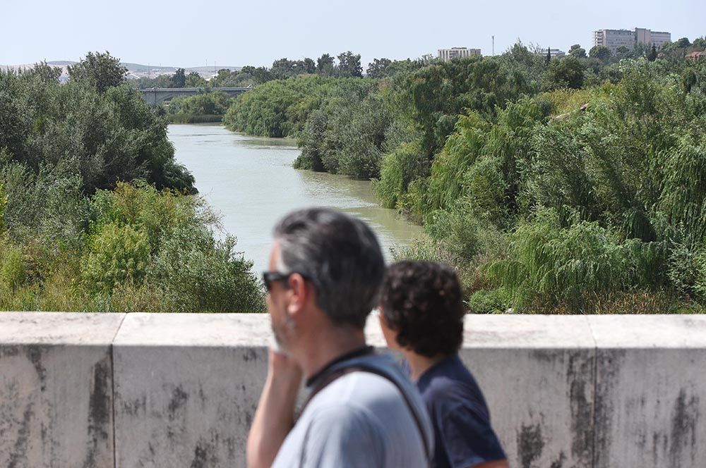 El Guadalquivir, un río frondoso a su paso por Córdoba